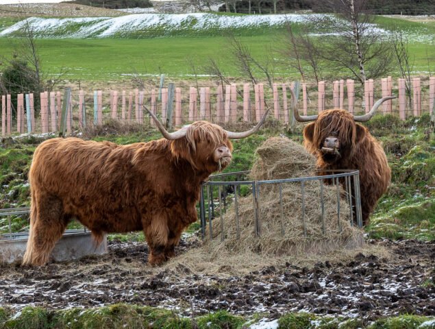 Swanston Farm cows
