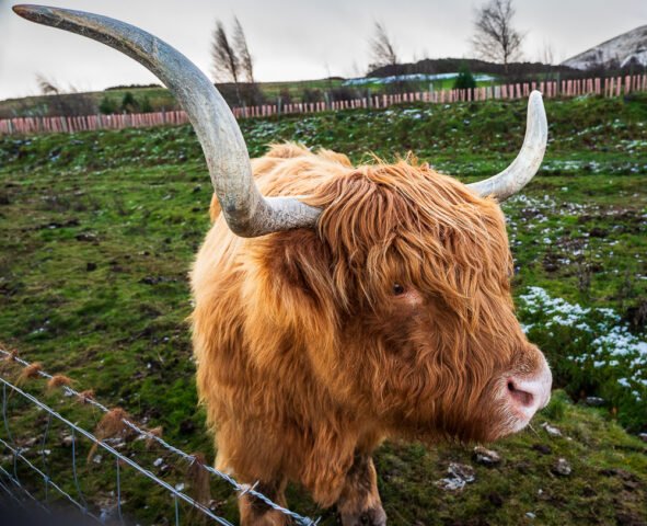 Swanston Farm Highland Cow