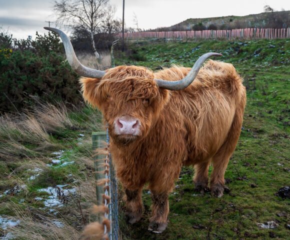 Swanston Farm Highland Cow