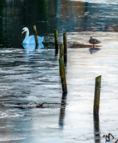 Craiglockhart Pond, Edinburgh