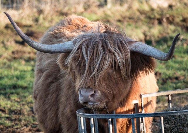 Swanston Farm Highland Cow