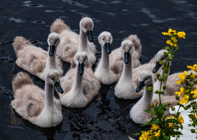 Craiglockhart pond cygnets