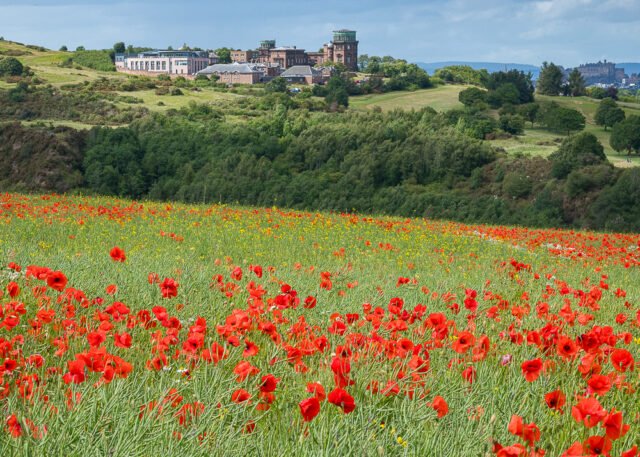 Poppy field above the Royal Observatory