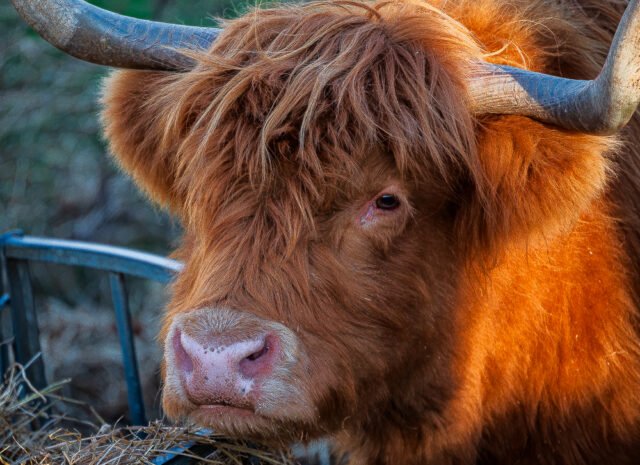 Swanston Farm Highland Cow