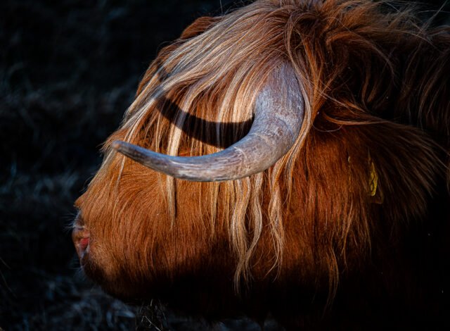 Swanston Farm Highland Cow