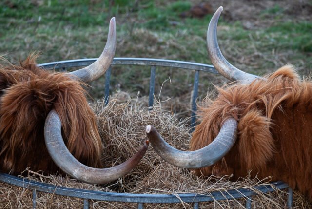 Swanston Farm Highland Cows
