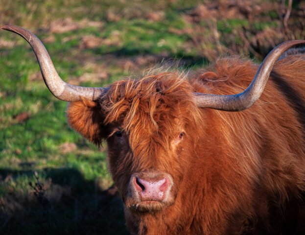 Swanston Farm Highland Cow
